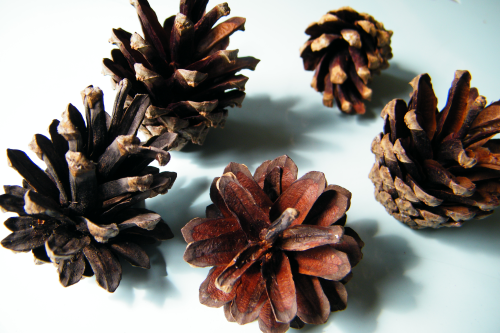 cinnamon cones pine cones
