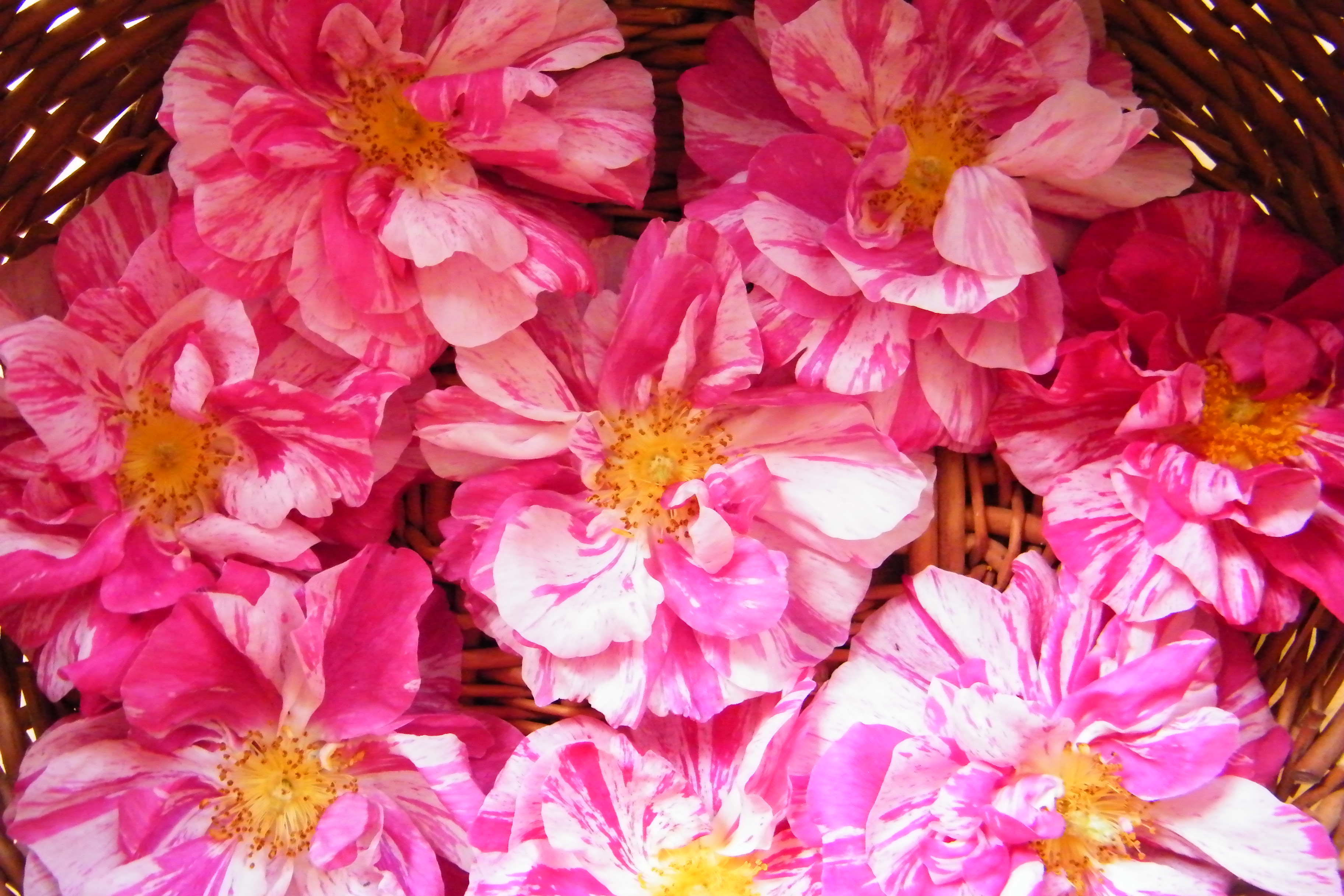 drying roses