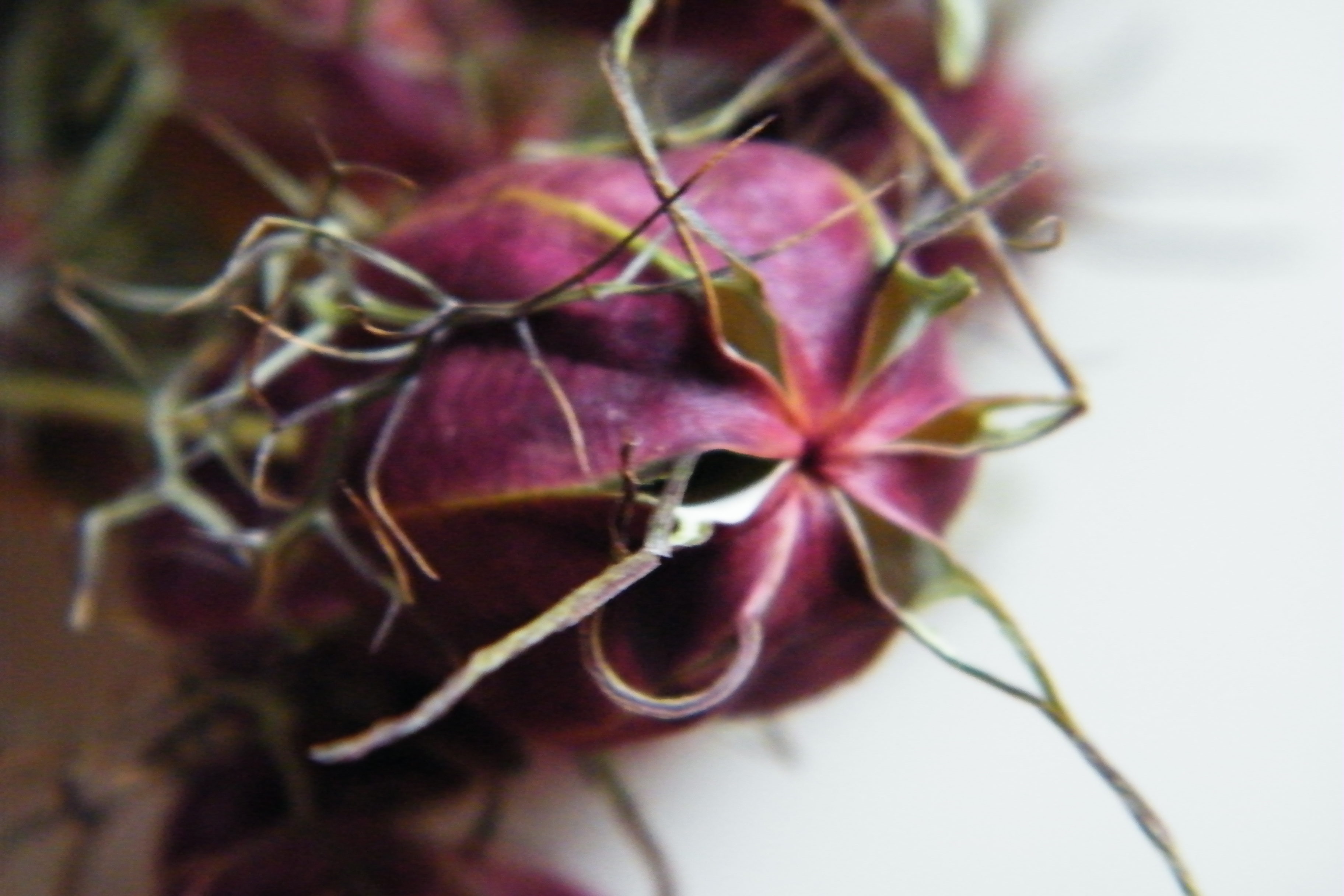 nigella pods