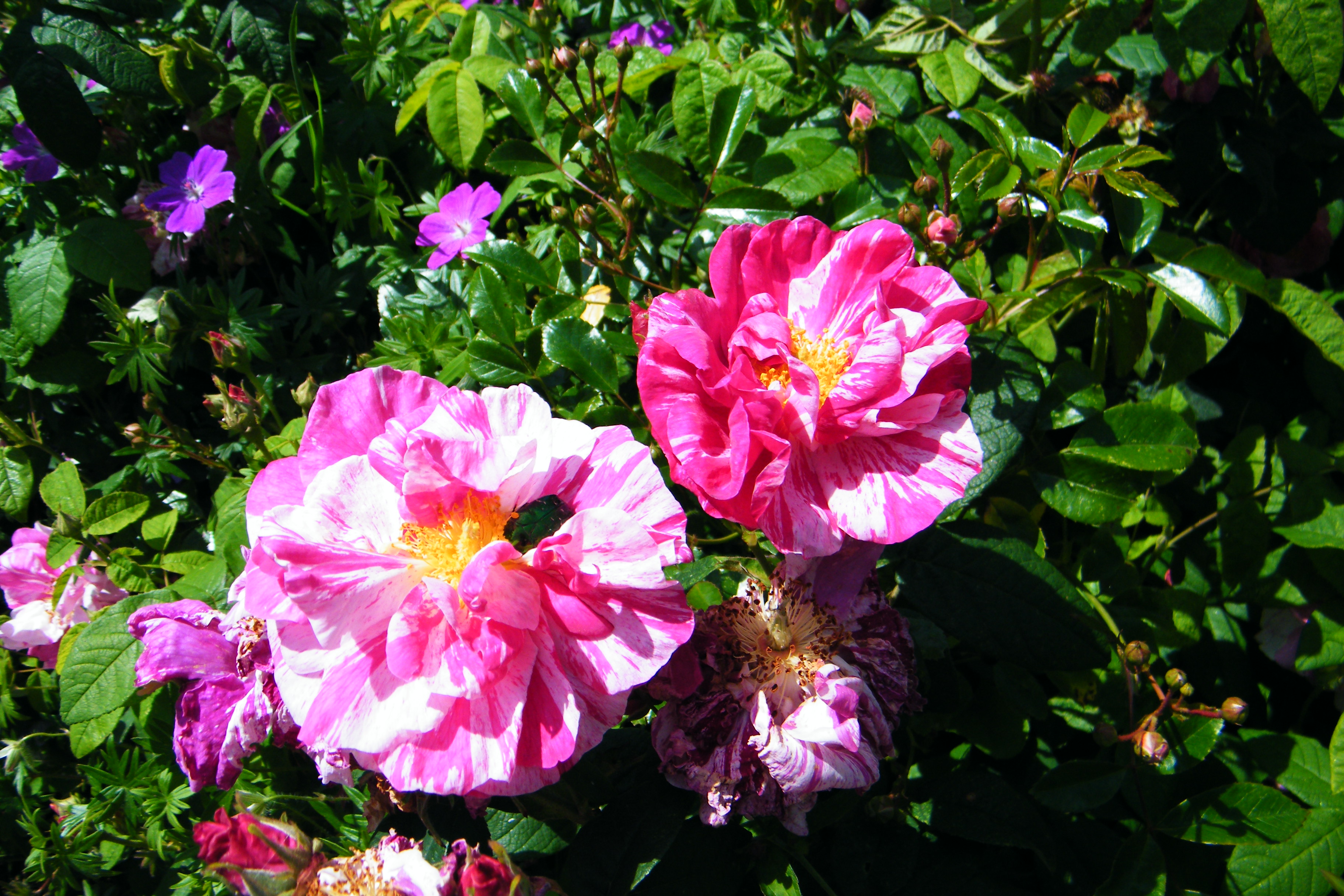 rosa mundi roses make fragrant dried roses