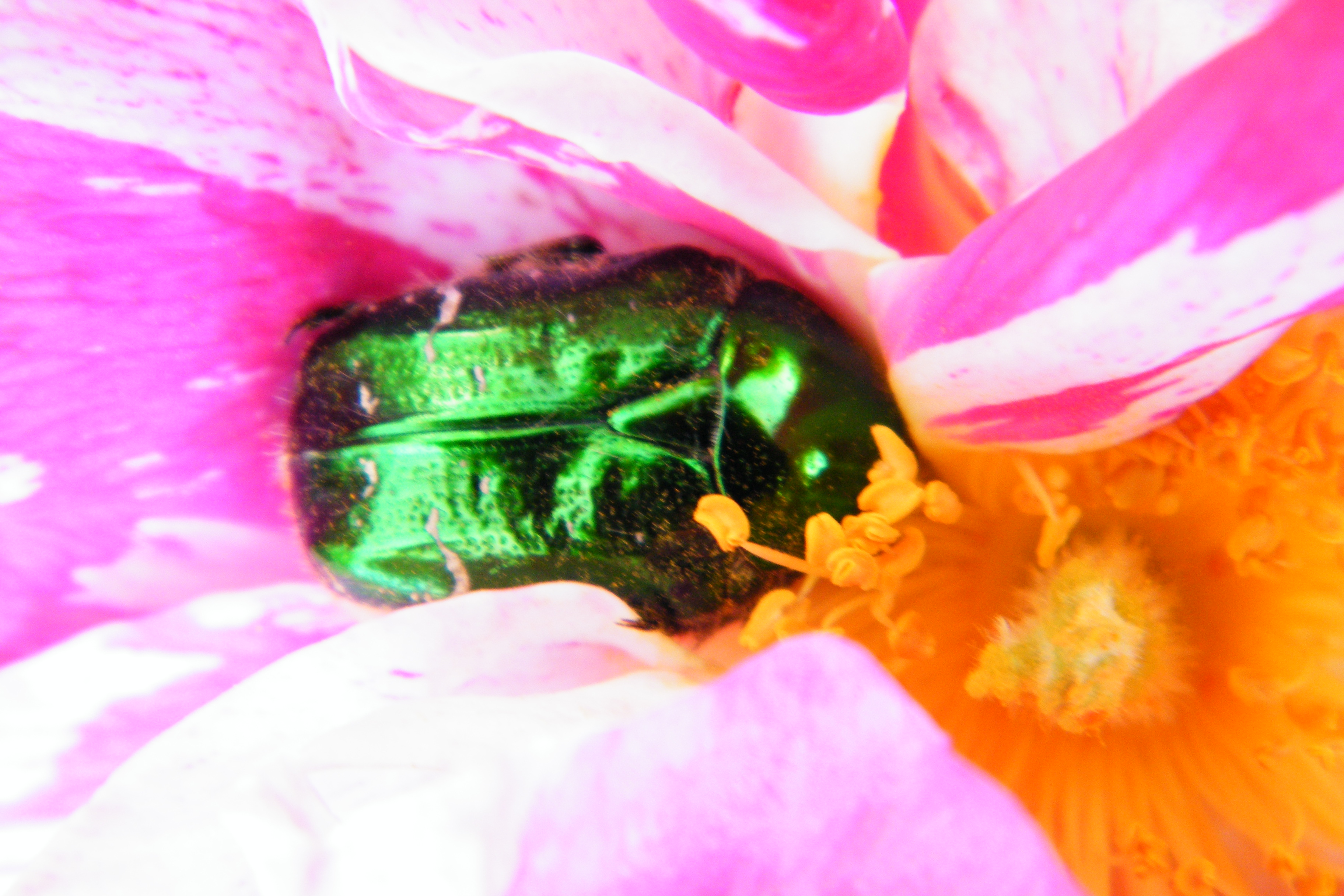 rose chafer beetle rose petals