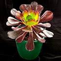 Aeonium arboreum 'Velour'