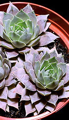 Sempervivum tectorum 'Violaceum'