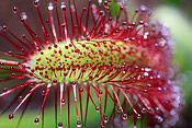 Cadeau : Drosera capensis en pot