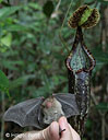 Nepenthes ert chauve-souris