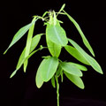 Codariocalyx motorius en cadeau dès 70€ d'achats