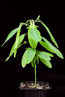 Codariocalyx motorius disponible