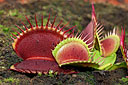Dionaea 'B52'