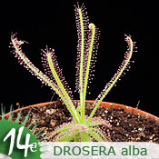 Drosera alba