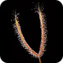Drosera binata feuilles cuivr&eacute;es
