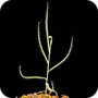 Drosera indica