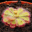 Drosera sp. 