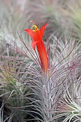 Fleur de Tillandsia funckiana