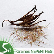 Graines de Nepenthes