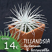 Kit Tillandsia tectorum & terracotta