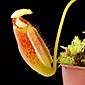 Nepenthes ephippiata