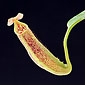 Nepenthes eymae