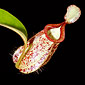 Nepenthes x hookeriana