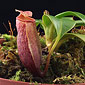 Nepenthes mira