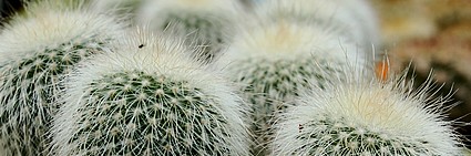 Notocactus leninghausii 'forme blanche'