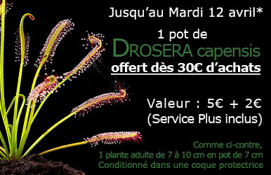 Cadeau : Drosera capensis en pot !