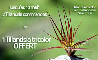 Cadeau : Tillandsia tricolor offert !