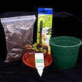 Pack Dionaea Spécial Noël
