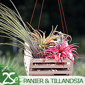 Paniers é Tillandsia