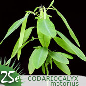 Codariocaly motorius (Desmodium gyrans)
