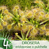 Drosera ericksoniae x pulchella