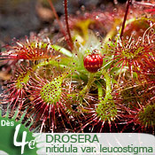 Drosera nitidula var. leucostigma