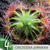 Drosera paleacea
