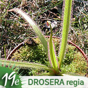 Drosera regia