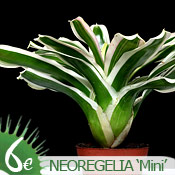 Neoregelia 'Mini'