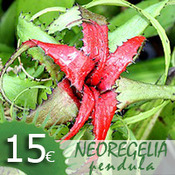 Tillandsia tectorum