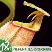 Nepenthes bicalcarata