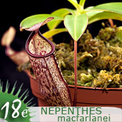Nepenthes macfarlanei