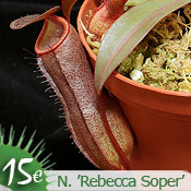 Nepenthes 'Rebecca Soper'