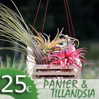 Panier & Tillandsia