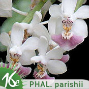 Phalaenopsis parishii