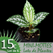 Mini-mottes de planets de terrarium