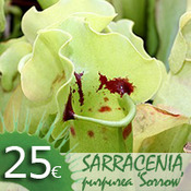 Sarracenia x 'Paradisia'