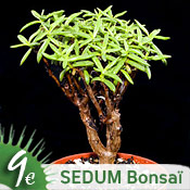 Sedum bonsaï