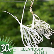Tillandsia tricolor var. melanocrater