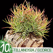Tillandsia sur écorce