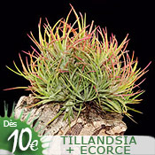 Tillandsia + écorce