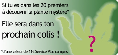 Découvre la plante mystère et gagne-la !