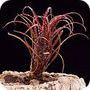 Racinaea crispa
