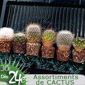 Assortiments de cactus