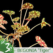 Begonia 'Tiger'